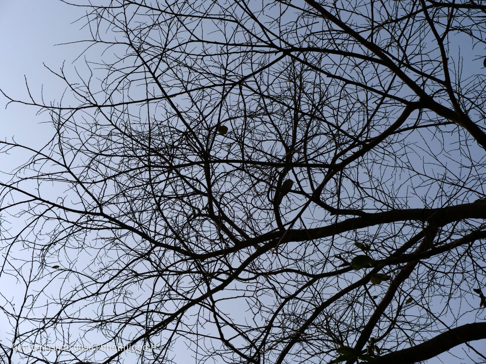  Varshana parikrama and preaching. 2019.12.10